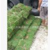 【重慶結縷草】【重慶草坪
