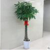室內(nèi)花卉 盆景植物 發(fā)財(cái)樹盆栽 客廳創(chuàng)意花草 大型綠植