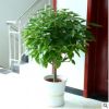 大型綠植平安樹盆栽大客廳幸福樹四季常青綠色植物花卉辦公室