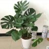 龜背竹植物吸甲醛室內(nèi)觀葉綠植辦公室客廳凈化空氣北歐龜葉背盆栽