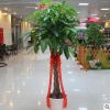 室內(nèi)花卉 盆景植物 發(fā)財(cái)樹盆栽 客廳創(chuàng)意花草 大型綠植