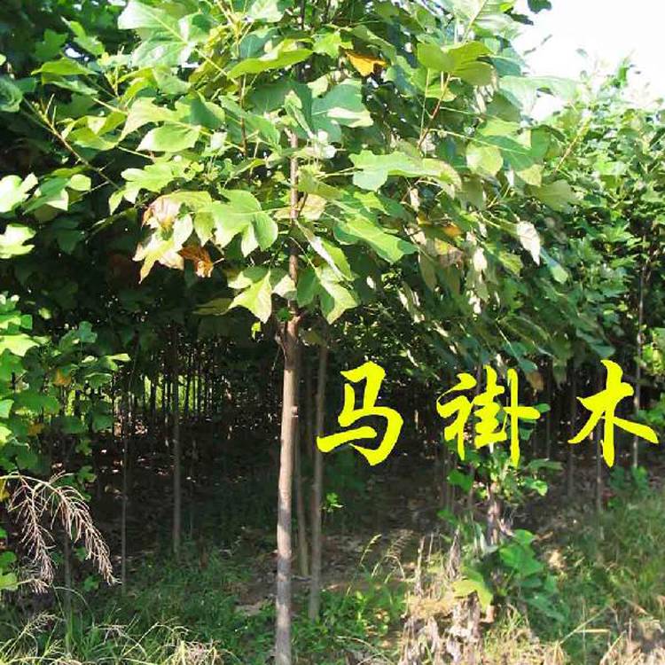 馬褂木
