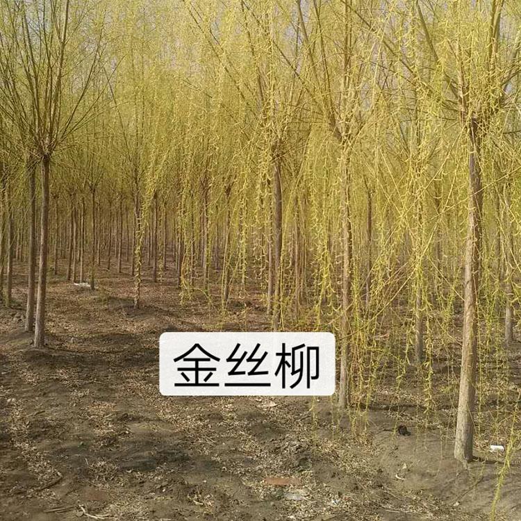 金絲柳