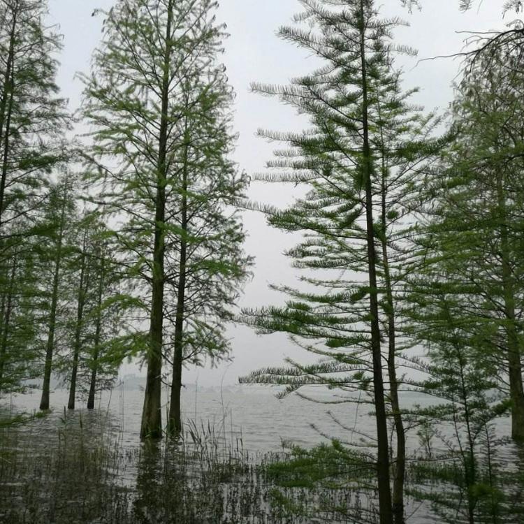 池杉