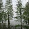 池杉
