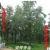 銀杏之鄉(xiāng)基地批發(fā)銀杏樹園林綠化銀杏樹 銀杏樹