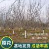 基地種植櫻花樹 庭院園林綠化批發(fā)櫻花樹 廠家供應嫁接櫻花樹