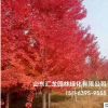 基地種植紅楓樹 廠家現(xiàn)貨 規(guī)格齊全 庭院園林綠化紅楓樹批發(fā)