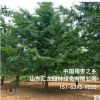 銀杏樹白果樹廠家供應 行道庭院工程園林綠化 基地種植銀杏白果樹