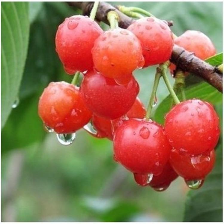 櫻桃樹