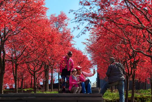 紅楓