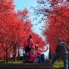 紅楓