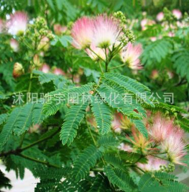 合歡樹苗 庭院花卉植物芙蓉樹 絨花樹苗合歡苗合歡小苗規格齊全