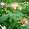 合歡樹(shù)苗 庭院花卉植物芙蓉樹(shù) 絨花樹(shù)苗合歡苗合歡小苗規(guī)格齊全