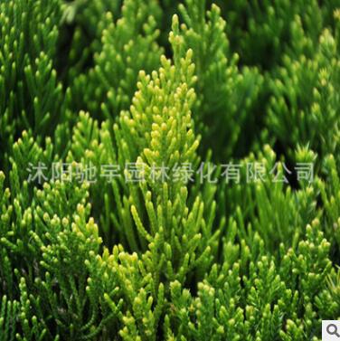 基地直銷龍柏小苗色塊灌叢綠化植物造型龍柏球園林公路用規格齊