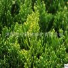 基地直銷(xiāo)龍柏小苗色塊灌叢綠化植物造型龍柏球園林公路用規(guī)格齊