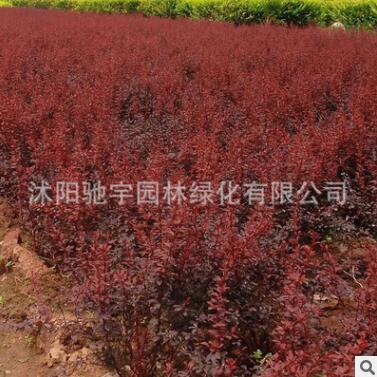 批發優質紅葉小檗 紫葉小檗 色塊工程專用紅葉小波小苗 規格齊全