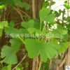 基地直銷(xiāo)銀杏樹(shù)苗白果苗庭院園林綠化苗木行道樹(shù)金葉銀杏樹(shù)小苗