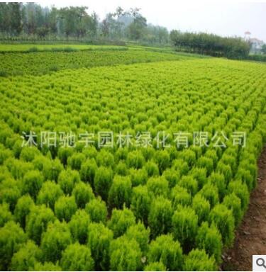 基地批發灑金柏 灑金柏小苗 色塊灌叢綠化苗木灑金柏球
