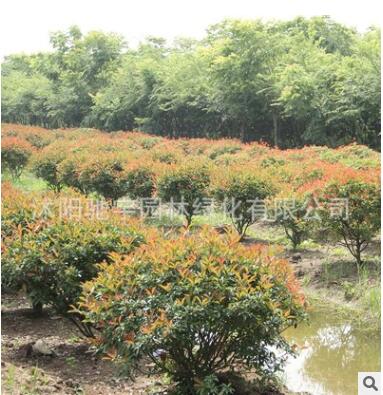 基地直銷紅葉石楠苗彩色籬笆常綠苗紅葉石楠球庭院綠化苗規格齊全