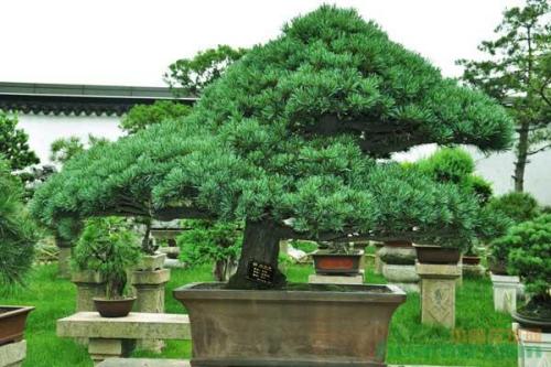 五針松