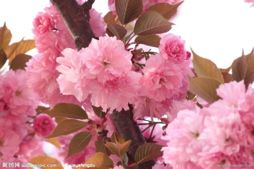 櫻花