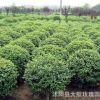 精品大葉黃楊球 小區(qū)公園觀賞綠籬工程苗 耐寒籬笆植物冬青衛(wèi)矛球