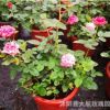 園林工程月季苗 庭院陽臺觀賞花卉盆栽薔薇花苗多色大花月季玫瑰