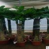 發財樹盆栽大室內客廳辦公室四季常青植物開業招財發才樹大型綠植