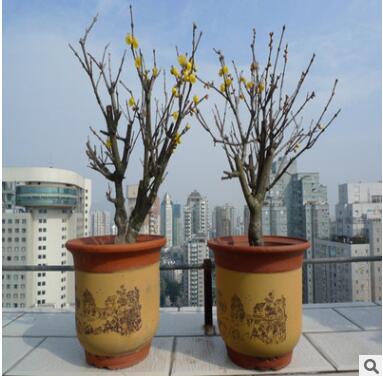 臘梅苗樹樁盆景批發(fā)嫁接臘梅小盆栽地栽紅綠梅花樹苗素心臘梅種子