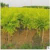 工程庭院綠化苗木金葉榆中華金葉榆速生榆樹苗榆樹小苗食用榆樹苗