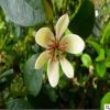 含笑花樹苗批發香蕉花濃香花卉陽臺庭院室內辦公室盆栽濃香綠植