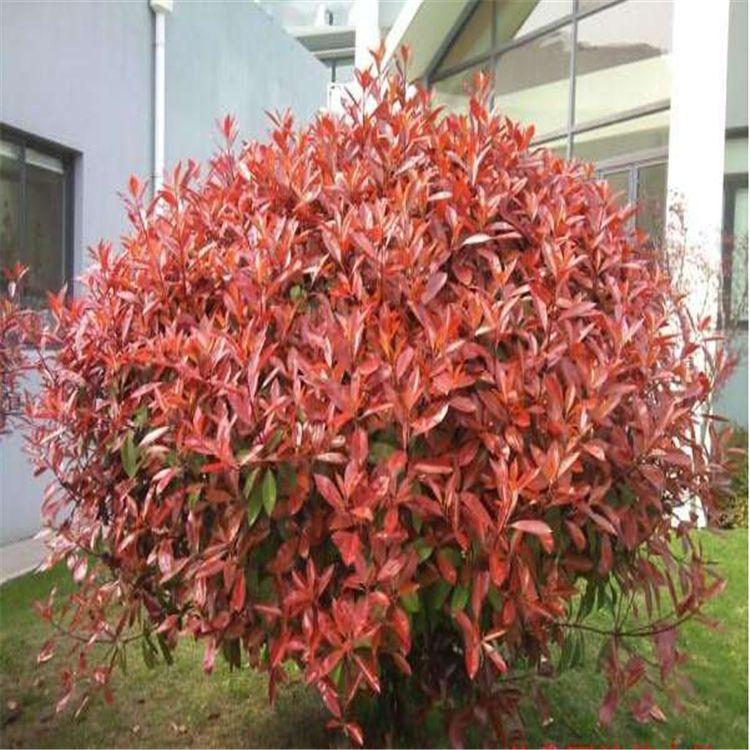 紅葉石楠