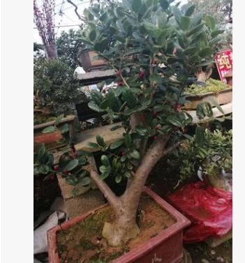 基地直銷無刺枸骨綠化木四季常青庭院種植規格齊全枸骨