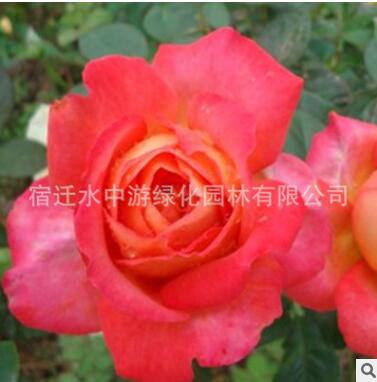 直銷藤本月季花綠化花木庭院觀賞陽臺盆栽易存活規格齊全月季