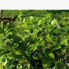 茶花苗 批發工程 道路綠化 盆栽花卉 盆景