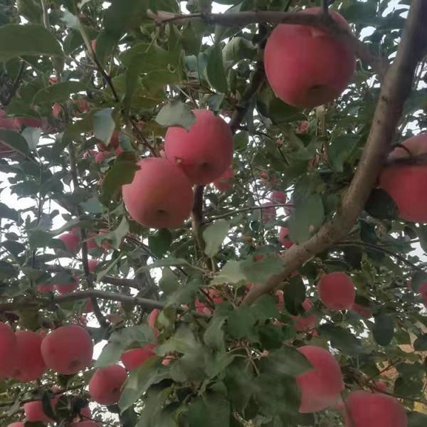 蘋果樹