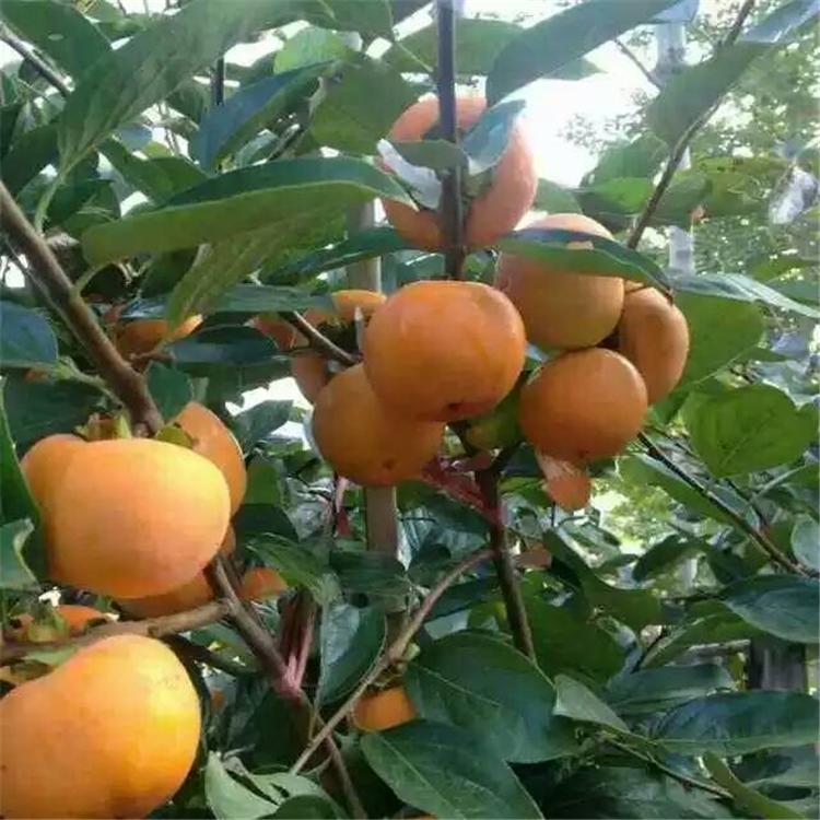 柿子樹