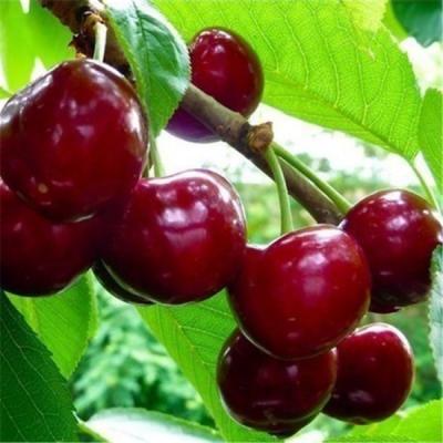 櫻桃樹