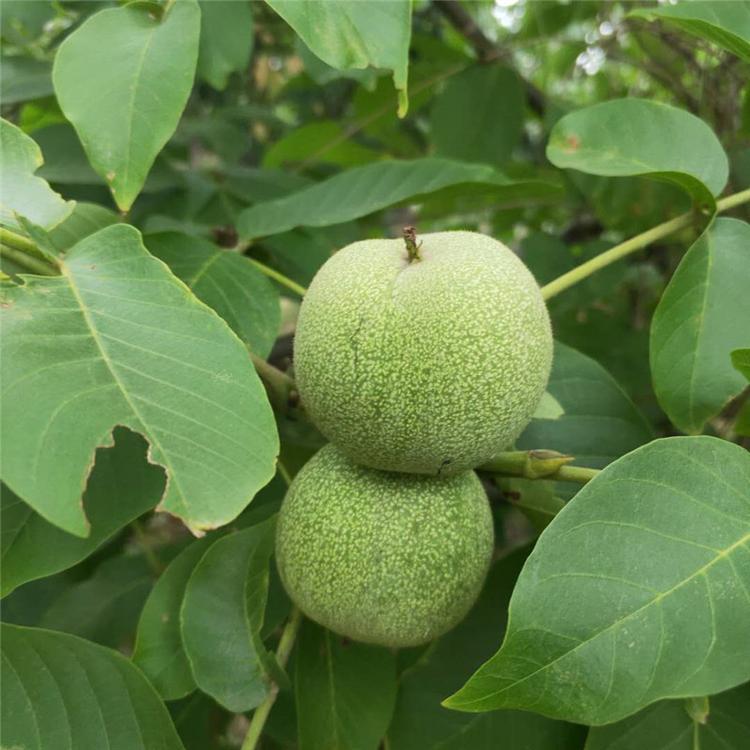 核桃樹
