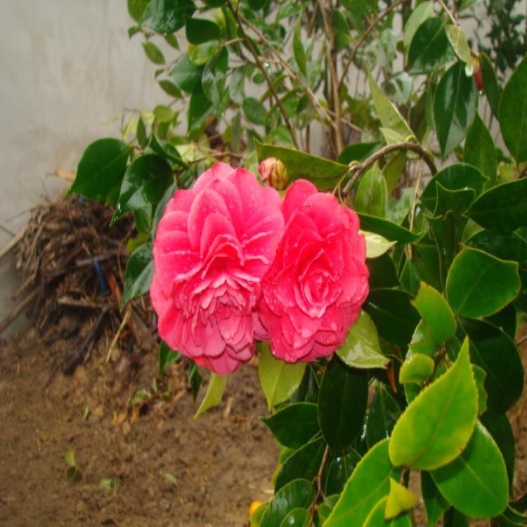 茶花