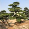 黑松盆景 造型黑松 日本黑松盆景 精品風景樹 產的福建