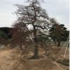 別墅庭院造景羽毛楓 造型羽毛楓