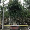 紫薇樹樁，造型紫薇