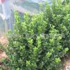 綠籬工程苗 常年綠化膠東衛矛