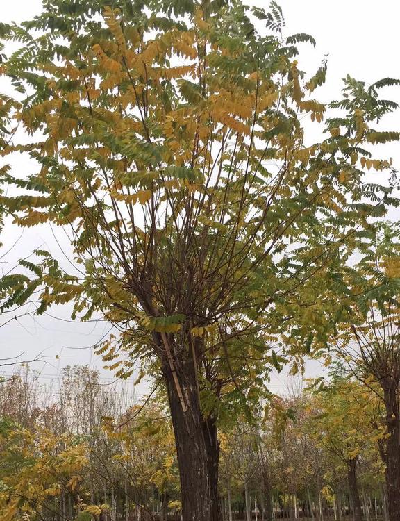 香花槐