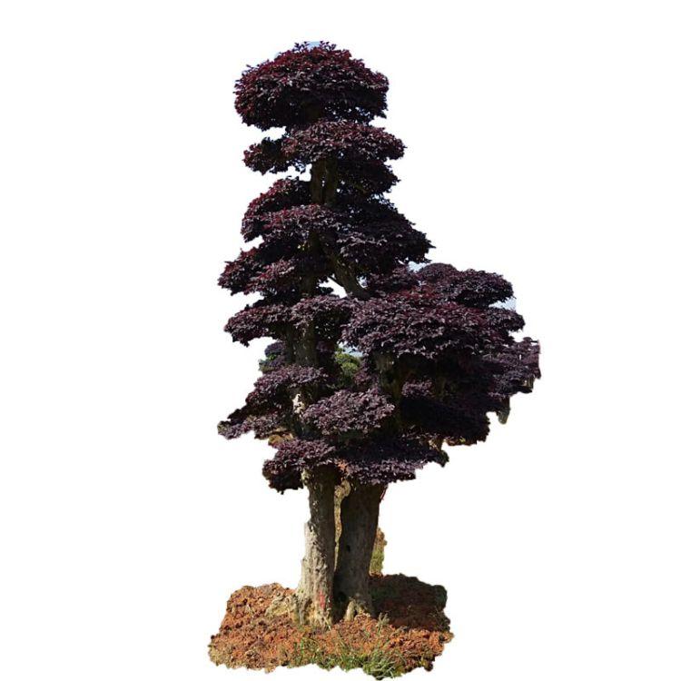 紅花繼木