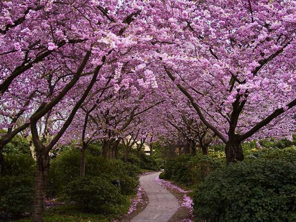 櫻花