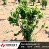 組合叢生紅點紅楓