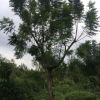 藍花楹